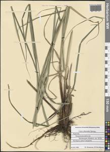 Carex atherodes Spreng., Eastern Europe, Northern region (E1) (Russia)