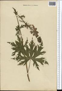 Aconitum leucostomum Vorosch., Middle Asia, Northern & Central Tian Shan (M4) (Not classified)