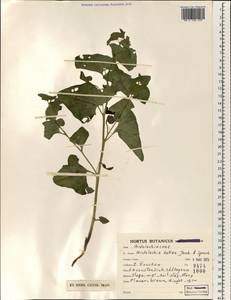 Aristolochia bottae Jaub. & Sp., South Asia, South Asia (Asia outside ex-Soviet states and Mongolia) (ASIA) (Iran)