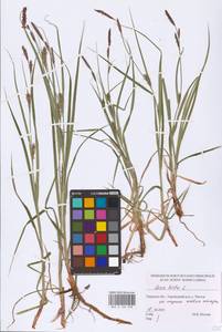 Carex hirta L., Eastern Europe, North-Western region (E2) (Russia)