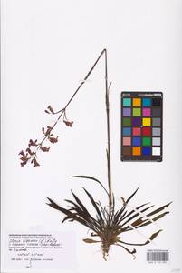 Viscaria vulgaris Röhl., Eastern Europe, Western region (E3) (Russia)