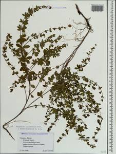 Lotus herbaceus (Vill.) Jauzein, Crimea (KRYM) (Russia)