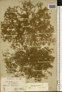 Ceratocarpus arenarius L., Eastern Europe, South Ukrainian region (E12) (Ukraine)