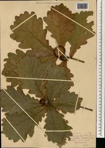 Quercus dentata Thunb., South Asia, South Asia (Asia outside ex-Soviet states and Mongolia) (ASIA) (North Korea)