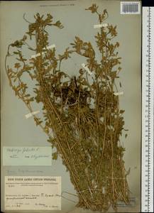 Medicago falcata L., Siberia, Baikal & Transbaikal region (S4) (Russia)