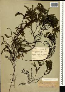 Empetrum nigrum subsp. caucasicum (Juz.) Kuvaev, Caucasus, South Ossetia (K4b) (South Ossetia)