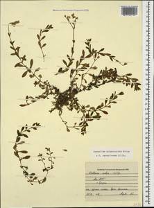 Cerastium holosteoides Fries emend. Hyl., Caucasus, Abkhazia (K4a) (Abkhazia)