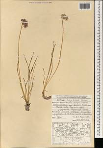 Allium burjaticum N.Friesen, Mongolia (MONG) (Mongolia)