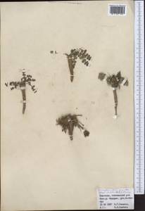 Dimorphosciadium gayoides (Regel & Schmalh.) Pimenov, Middle Asia, Northern & Central Tian Shan (M4) (Kyrgyzstan)