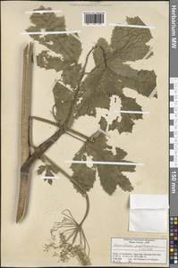 Heracleum paphlagonicum Czeczott, South Asia, South Asia (Asia outside ex-Soviet states and Mongolia) (ASIA) (Turkey)