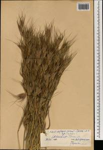 Themeda triandra Forssk., South Asia, South Asia (Asia outside ex-Soviet states and Mongolia) (ASIA) (China)