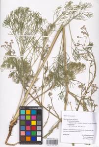 Seseli tortuosum L., Eastern Europe, Central forest-and-steppe region (E6) (Russia)