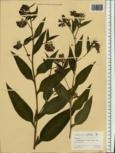Symphytum ×uplandicum Nyman, Eastern Europe, Moscow region (E4a) (Russia)