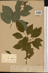 Cornus sericea L., Eastern Europe, Moscow region (E4a) (Russia)