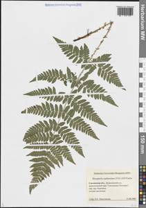 Dryopteris carthusiana (Vill.) H.P.Fuchs, Eastern Europe, Western region (E3) (Russia)