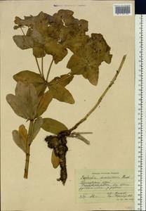 Euphorbia hylonoma Hand.-Mazz., Siberia, Russian Far East (S6) (Russia)