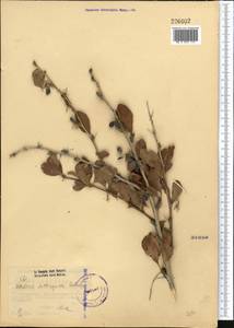 Berberis heteropoda Schrenk, Middle Asia, Western Tian Shan & Karatau (M3) (Kazakhstan)