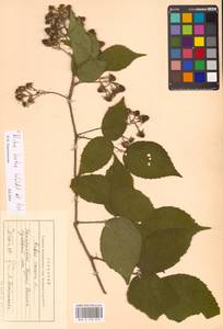 Rubus hirtus Waldst. & Kit., Eastern Europe, Moldova (E13a) (Moldova)