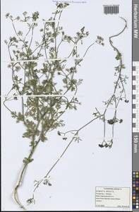 Coriandrum sativum L., Eastern Europe, Middle Volga region (E8) (Russia)