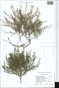 Lepidium ruderale L., Middle Asia, Western Tian Shan & Karatau (M3) (Kyrgyzstan)