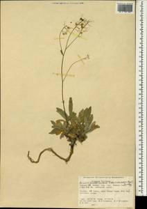 Aurinia saxatilis (L.) Desv., South Asia, South Asia (Asia outside ex-Soviet states and Mongolia) (ASIA) (Turkey)