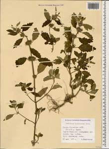 Marrubium leonuroides Desr., Caucasus, North Ossetia, Ingushetia & Chechnya (K1c) (Russia)