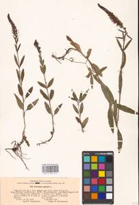 Veronica spicata L., Eastern Europe, Moscow region (E4a) (Russia)