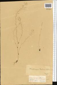 Arabidopsis thaliana (L.) Heynh., Middle Asia, Dzungarian Alatau & Tarbagatai (M5) (Kazakhstan)