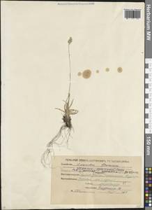 Poa alpina L., Caucasus, North Ossetia, Ingushetia & Chechnya (K1c) (Russia)