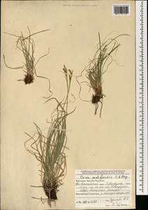 Carex pediformis C.A.Mey., Mongolia (MONG) (Mongolia)