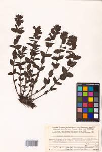 MHA 0 161 953, Bartsia alpina L., Eastern Europe, Northern region (E1) (Russia)