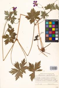 Geranium palustre L., Eastern Europe, Moscow region (E4a) (Russia)