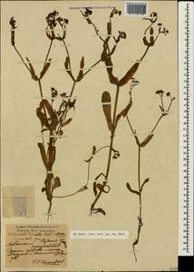 Valerianella eriocarpa Desv., Crimea (KRYM) (Russia)