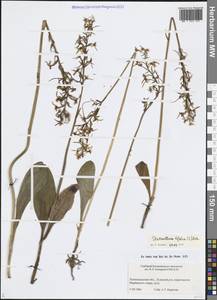 Platanthera bifolia (L.) Rich., Eastern Europe, North-Western region (E2) (Russia)