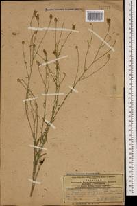 Centaurea ovina Pall. ex Willd., Caucasus, Azerbaijan (K6) (Azerbaijan)