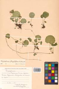 Chrysosplenium flagelliferum F. Schmidt, Siberia, Russian Far East (S6) (Russia)