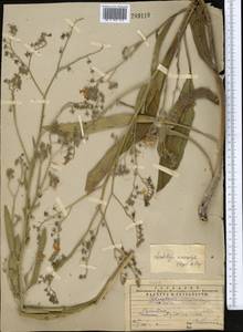 Lindelofia anchusoides subsp. anchusoides, Middle Asia, Western Tian Shan & Karatau (M3) (Kazakhstan)