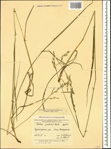 Lolium pratense (Huds.) Darbysh., Caucasus, Black Sea Shore (from Novorossiysk to Adler) (K3) (Russia)