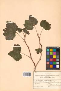 Ribes procumbens Pall., Siberia, Russian Far East (S6) (Russia)