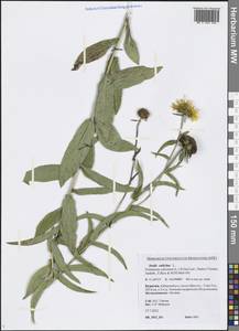 Pentanema salicinum (L.) D. Gut. Larr., Santos-Vicente, Anderb., E. Rico & M. M. Mart. Ort., Siberia, Baikal & Transbaikal region (S4) (Russia)