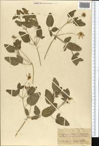 Clematis orientalis L., Middle Asia, Kopet Dag, Badkhyz, Small & Great Balkhan (M1) (Turkmenistan)