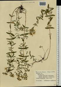 Hypericum elegans Steph. ex Willd., Eastern Europe, Central forest-and-steppe region (E6) (Russia)