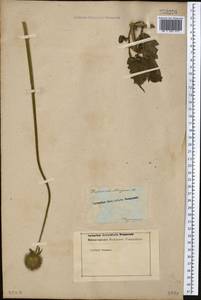 Dipsacus strigosus Willd., Middle Asia, Kopet Dag, Badkhyz, Small & Great Balkhan (M1) (Turkmenistan)