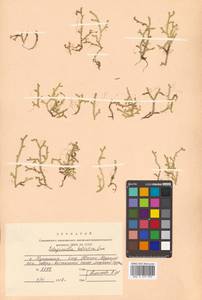 Lycopodioides helvetica (L.) Kuntze, Siberia, Russian Far East (S6) (Russia)