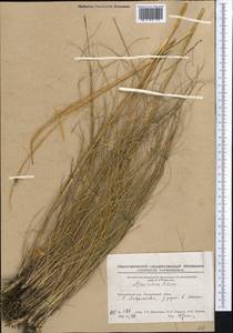 Stipa zalesskii Wilensky, Middle Asia, Northern & Central Kazakhstan (M10) (Kazakhstan)