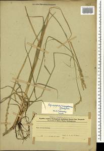 Thinopyrum intermedium subsp. intermedium, Caucasus, Azerbaijan (K6) (Azerbaijan)