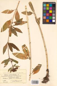 Hylotelephium verticillatum (L.) H. Ohba, Siberia, Russian Far East (S6) (Russia)