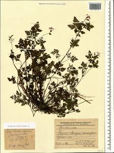 Geranium robertianum L., Caucasus, Georgia (K4) (Georgia)
