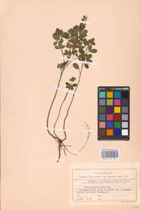 Chamaecytisus ruthenicus (Fisch. ex Woł.) Klásk., Eastern Europe, North Ukrainian region (E11) (Ukraine)