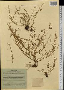 Oxybasis glauca (L.) S. Fuentes, Uotila & Borsch, Siberia, Russian Far East (S6) (Russia)